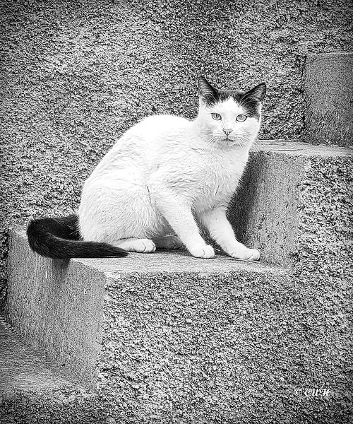 Feline Model - Madeira_RezN888_Holt by Charles Holt  RezN888