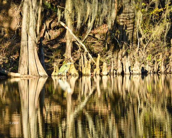 Caddo Spotlight_RezN888_Holt by Charles Holt  RezN888