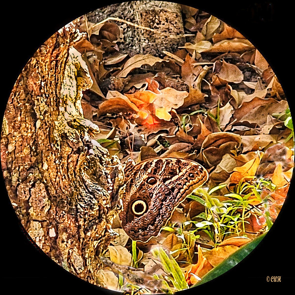 Natures Eye by Charles Holt  RezN888