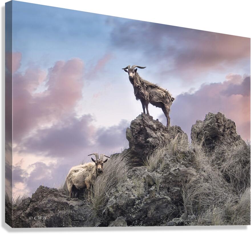 Goats of KONA Holt __RezN888  Canvas Print