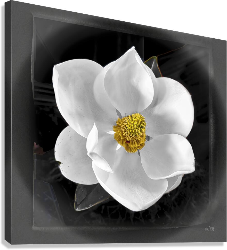 Magnolia Charm__Holt RezN888  Canvas Print