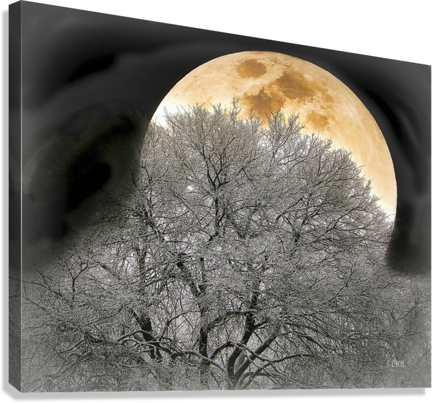 OAK MOON Holt RezN888  Canvas Print