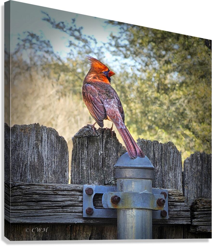 Cardinal Spring_Holt_RezN888  Canvas Print