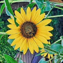 BEEtiful RezN888 Holt