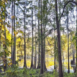 SECRET PLACE - THRU THE TREES_Holt_RezN888