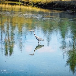 FOREST POND REFELECTIONS  Holt RezN888