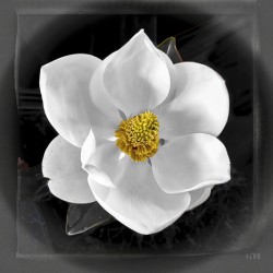 Magnolia Charm__Holt RezN888
