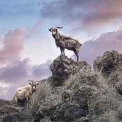 Goats of KONA Holt __RezN888
