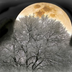 OAK MOON Holt RezN888