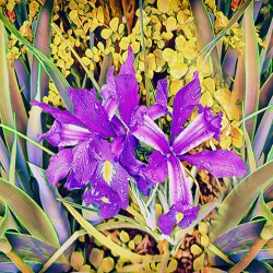 FLORAL RAIN_Holt_REZN888