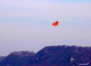 FALLING LEAF