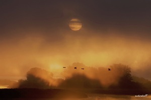 SUNRISE PELICANS