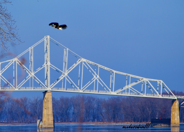 BALD EAGLE DIVE by Bob Modersohn