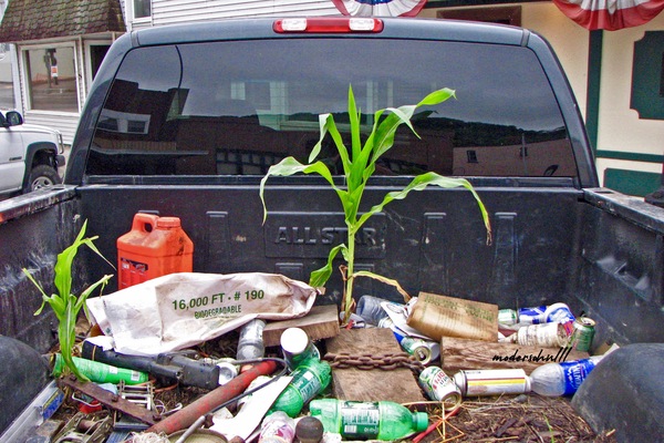 CORN GROWING WHERE  Print