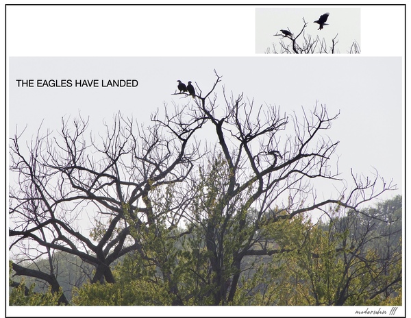 EAGLES LANDING Print