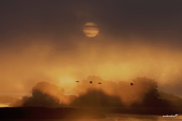 SUNRISE PELICANS by Bob Modersohn