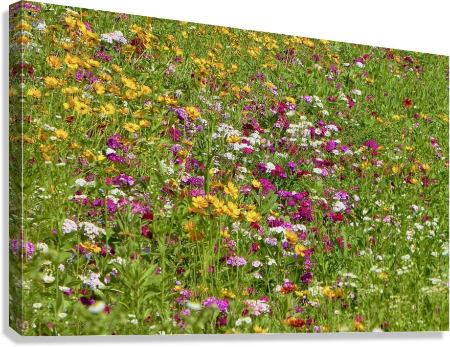 WILDFLOWERS Canvas Print