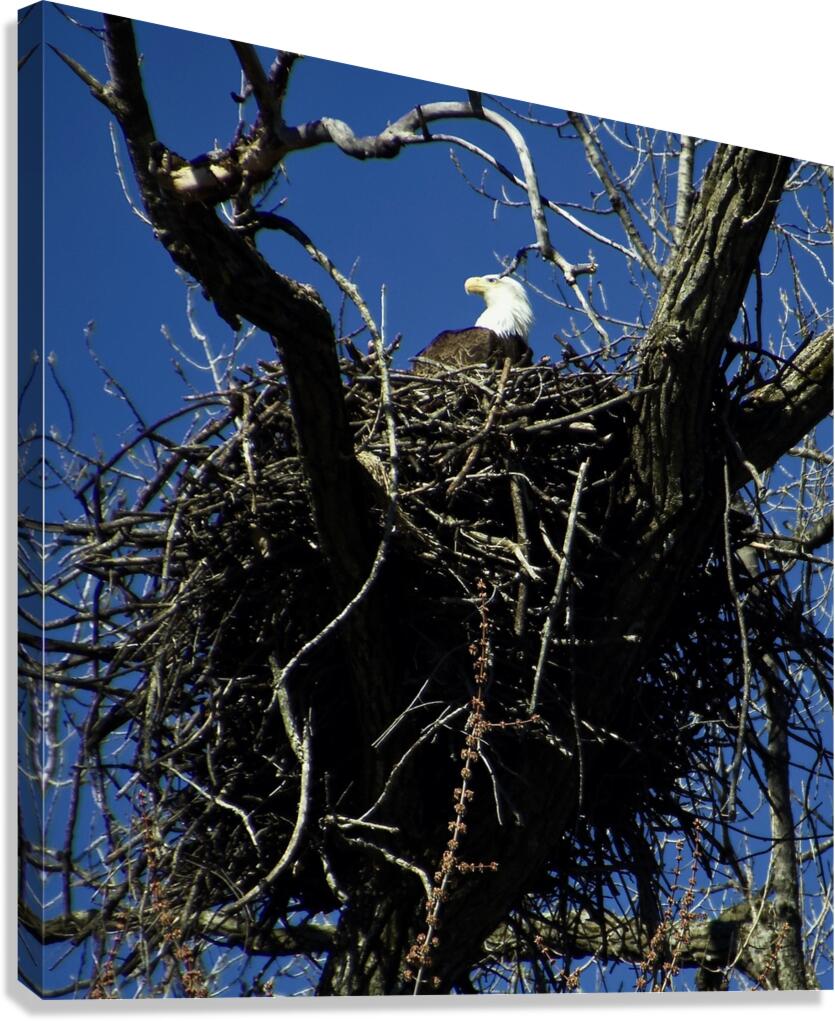 REGAL BALD EAGLE Canvas Print