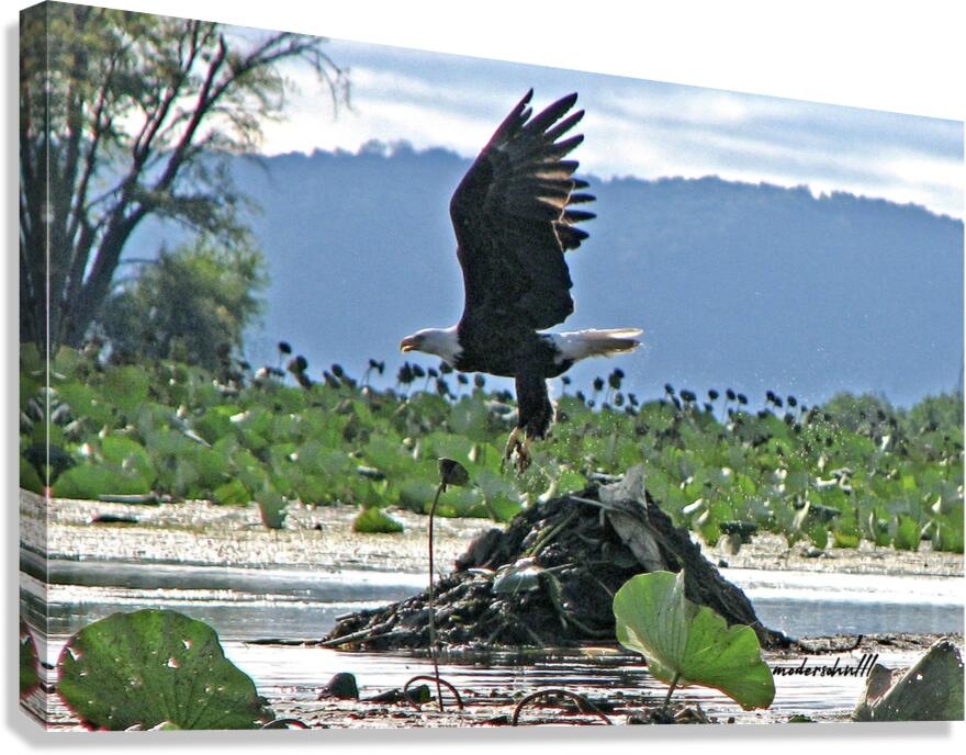 EAGLE LIFTOFF Canvas Print