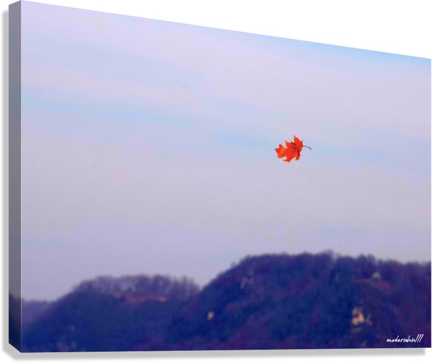 FALLING LEAF Canvas Print