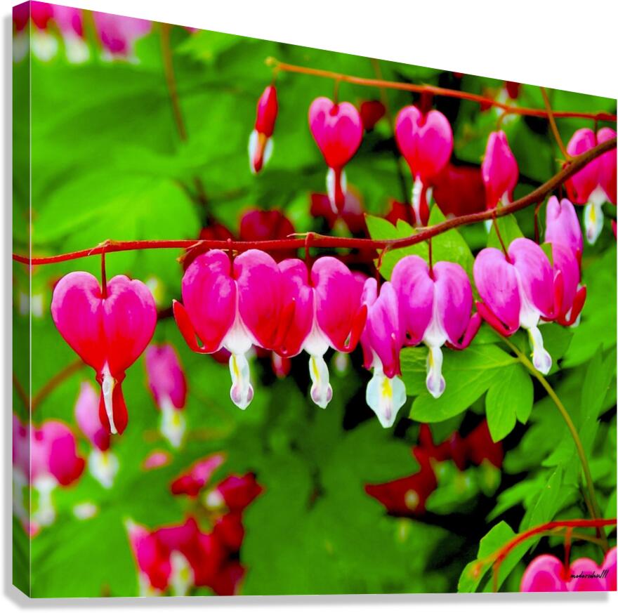 BLEEDING HEARTS Canvas Print