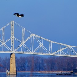 BALD EAGLE DIVE