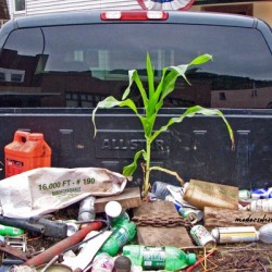 CORN GROWING WHERE 