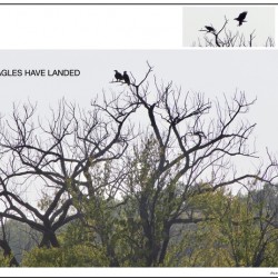 EAGLES LANDING