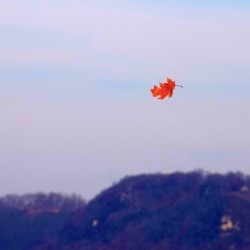 FALLING LEAF