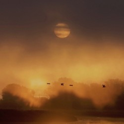 SUNRISE PELICANS