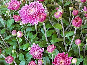 Chrysanthemums