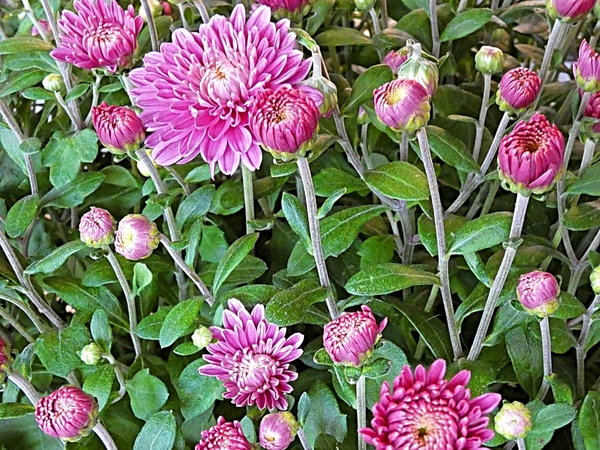 Chrysanthemums Print