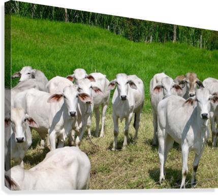 Colombian Cows Canvas Print
