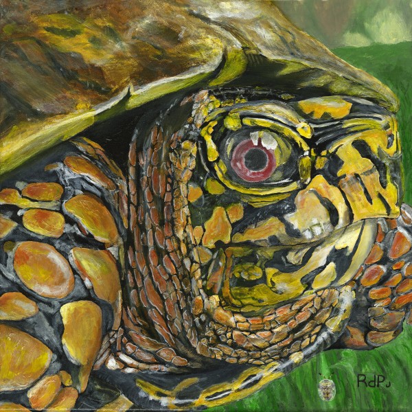Box Turtle Print