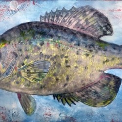 White Crappie Fish 