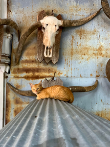 A Cat with Horns