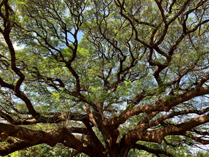 All the Branches