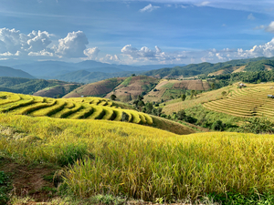 Amazing Rice Fields