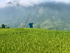 Asian Scarecrow