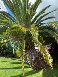 Baby Palm Tree
