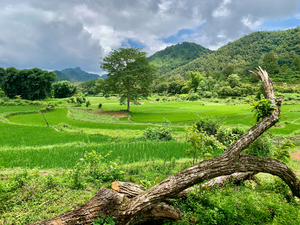 Beautiful Green Scenery