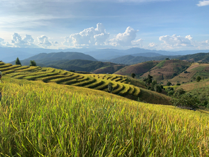 Beautiful Rice Field