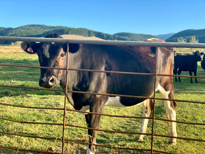 Cow Look