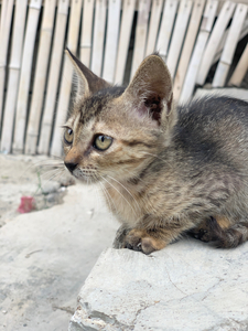 Cute Kitty