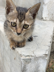 Cute Kitty 3