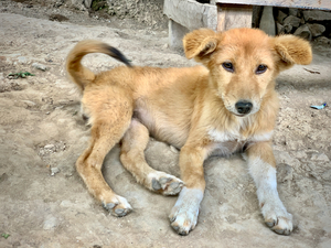 Cute Puppy