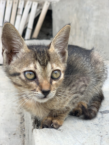 Cute kitty 2