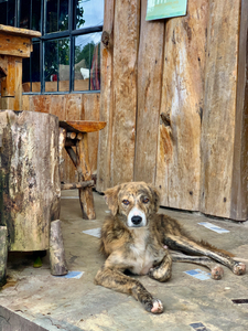 Dog Waiting