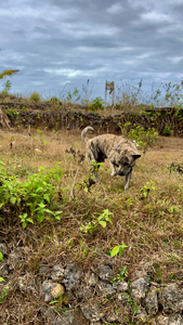 Dog in the Field