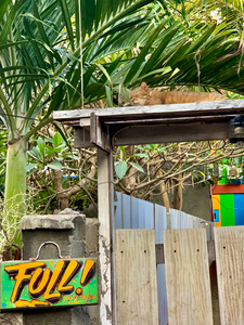 Full House Kitty Cat